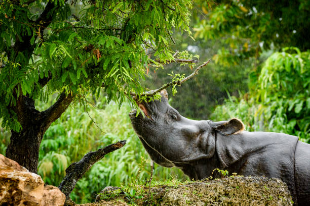 Manas and Pobitora Safari